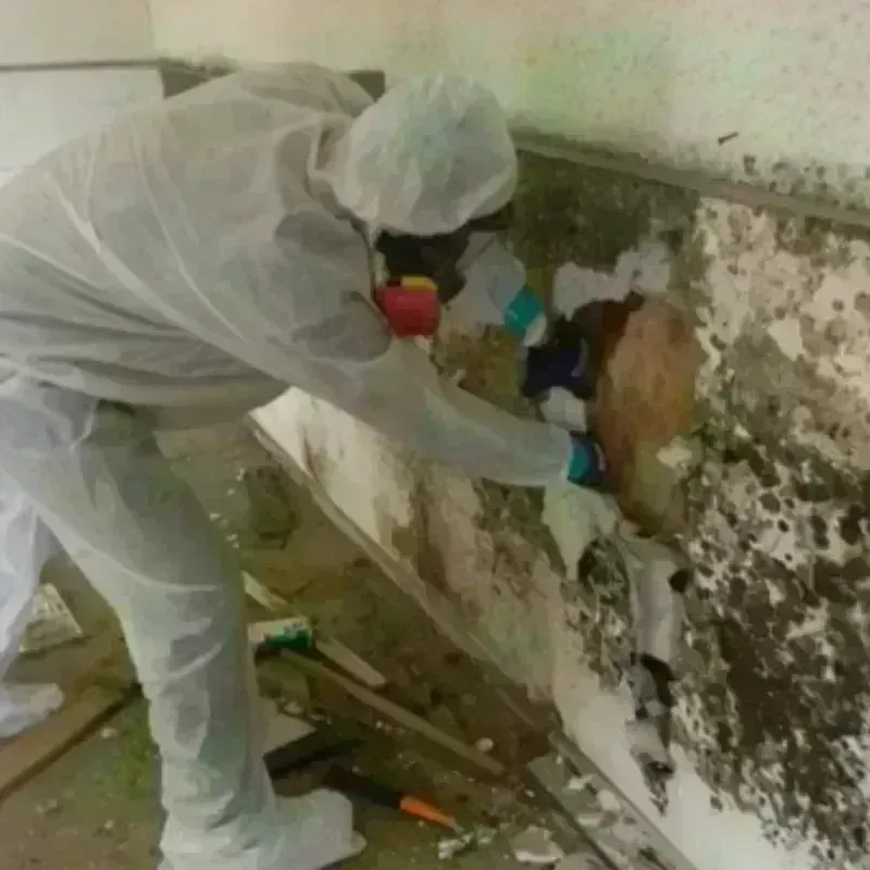 Mold Remediation and Removal in Hondo, TX